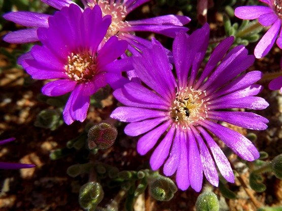 Drosanthemum hispidum or nearly that