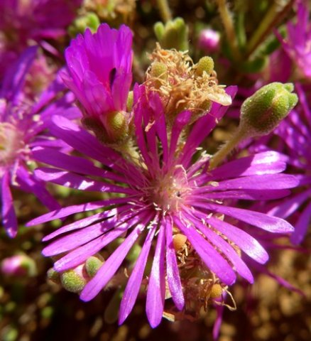 Drosanthemum prostratum flowering stages