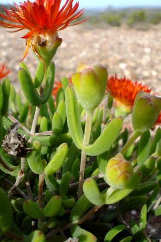 Drosanthemum speciosum leaves and buds