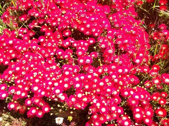 Drosanthemum speciosum, the rooivygie