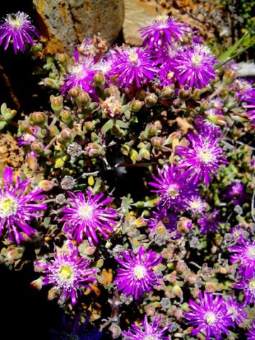 Drosanthemum tuberculiferum