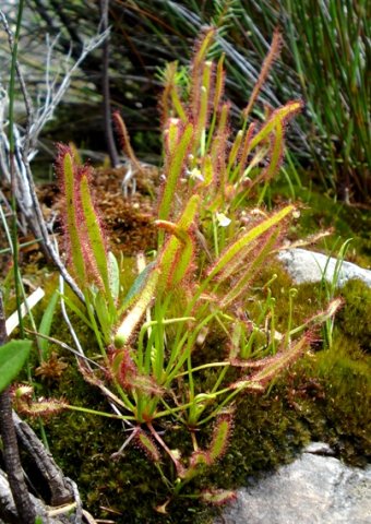 Drosera capensis