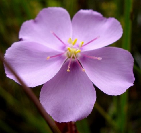 Drosera hilaris flower