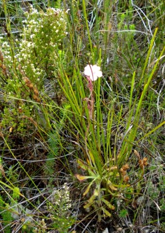 Drosera hilaris 