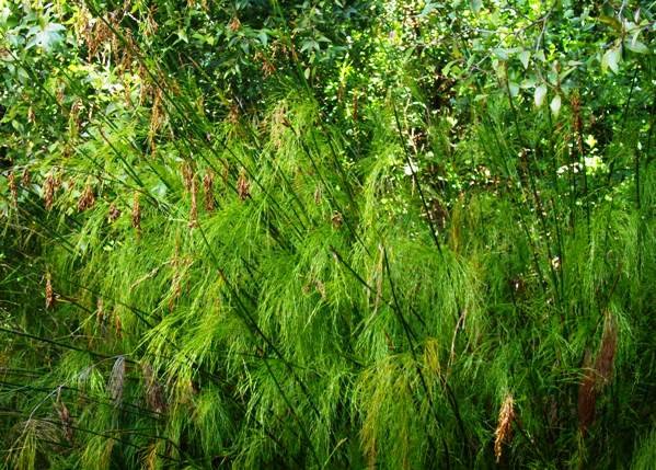 Elegia capensis