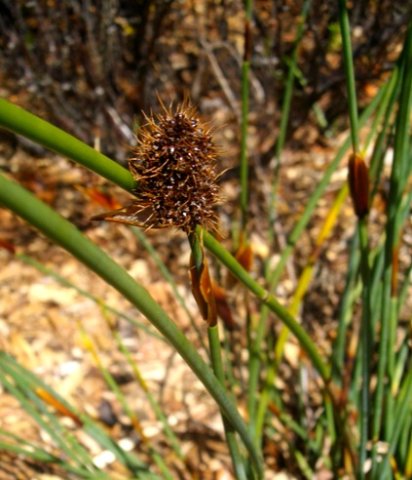 Elegia cuspidata, fonteinriet