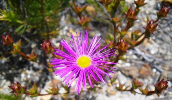 Erepsia anceps flower