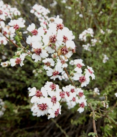 Eriocephalus africanus var. africanus flowerheads