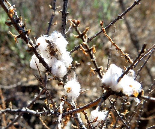 Eriocephalus ericoides subsp. ericoides wool