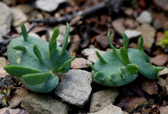 Eriospermum alcicorne