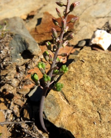 Eriospermum zeyheri