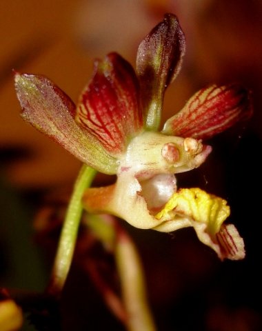 Eulophia clitellifera strange flower parts