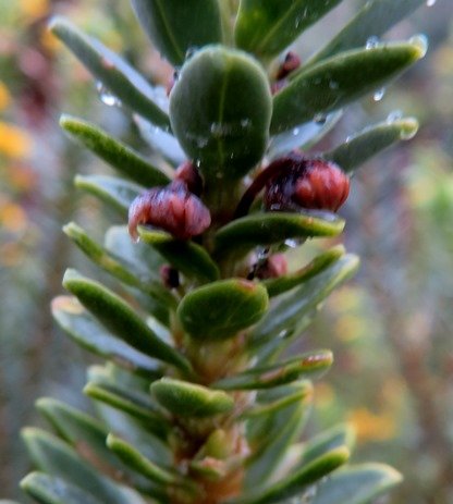 Euryops lateriflorus failed buds