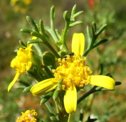 Euryops multifidus flowerheads