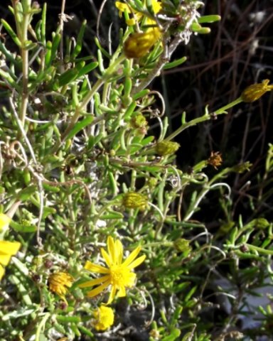 Euryops oligoglossus