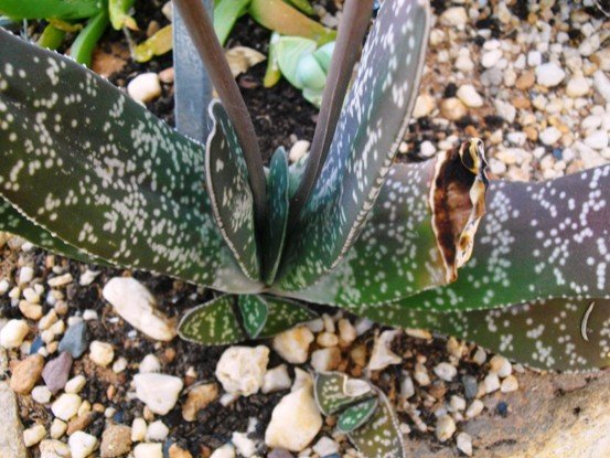 Gasteria pillansii var. pillansii leaves