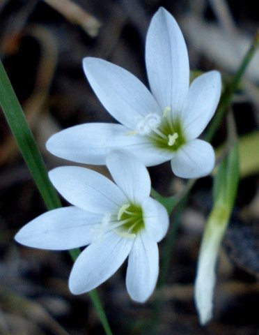 Geissorhiza erosa
