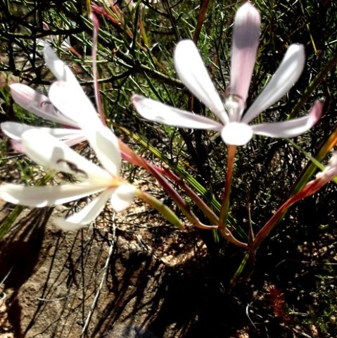 Geissorhiza exscapa