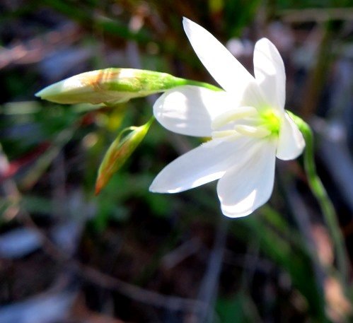 Geissorhiza leipoldtii flower
