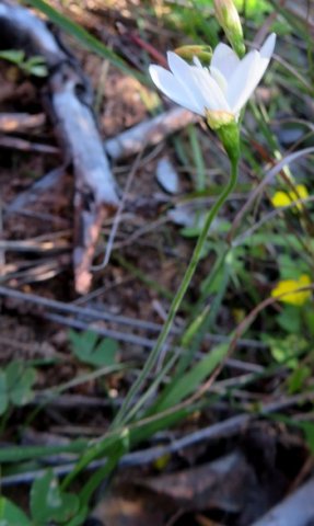 Geissorhiza leipoldtii