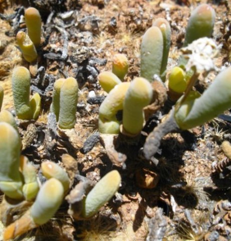 Gibbaeum geminum