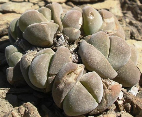 Gibbaeum dispar