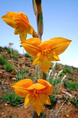 Gladiolus aurantiacus