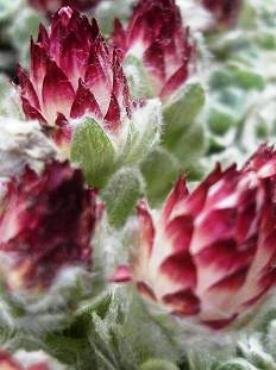 Helichrysum milfordiae pink bracts as bait