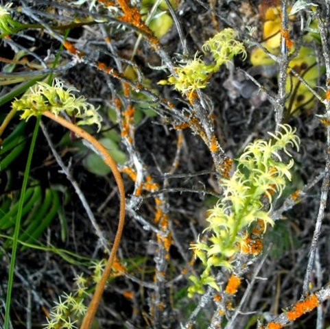 Holothrix secunda