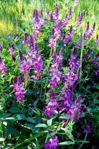 Indigofera amoena