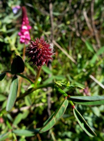 Indigofera amoena inflorescence in bud