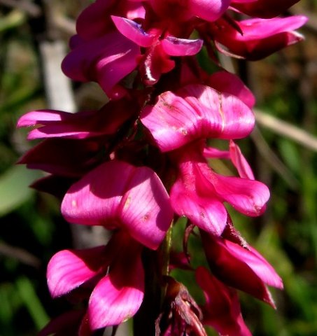Indigofera amoena flowers
