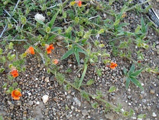 Jamesbrittenia aurantiaca creeping branches