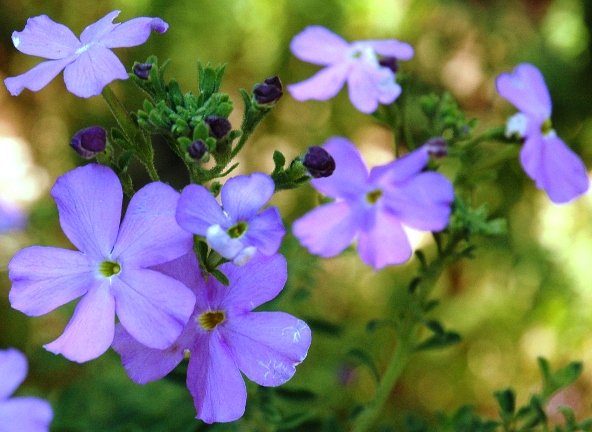 Jamesbrittenia grandiflora
