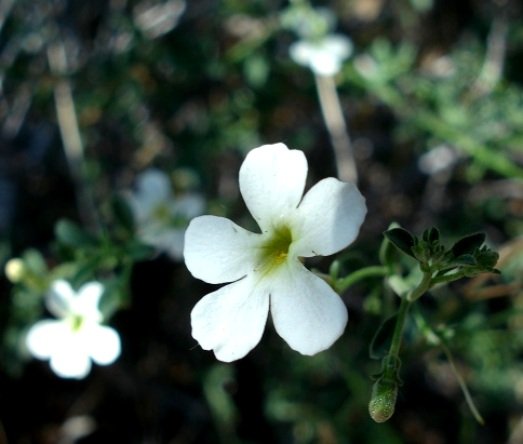 Jamesbrittenia maxii 
