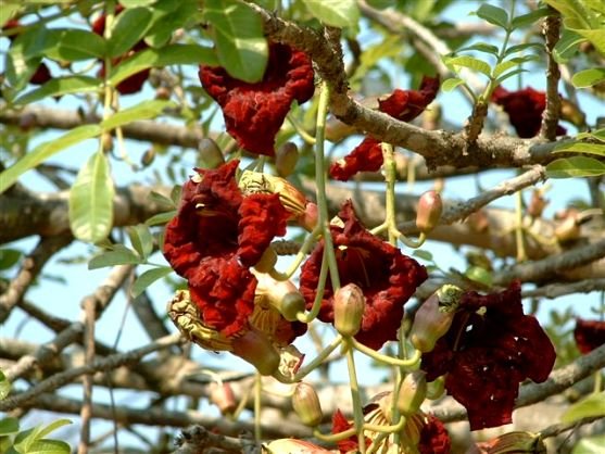 Kigelia africana flowers