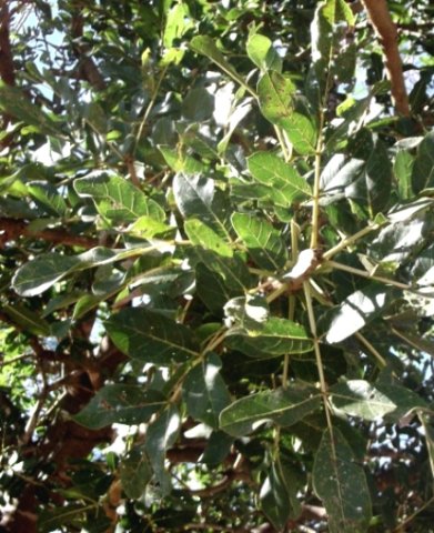 Kigelia africana leaves, dark and glossy