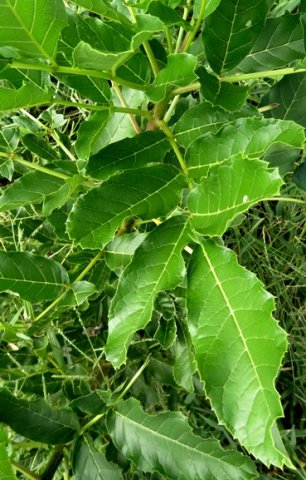 Kigelia africana leaf