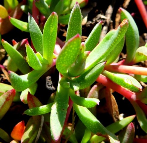 Lampranthus reptans leaves