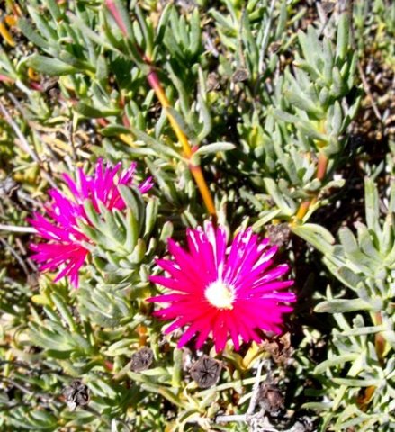 Lampranthus roseus 