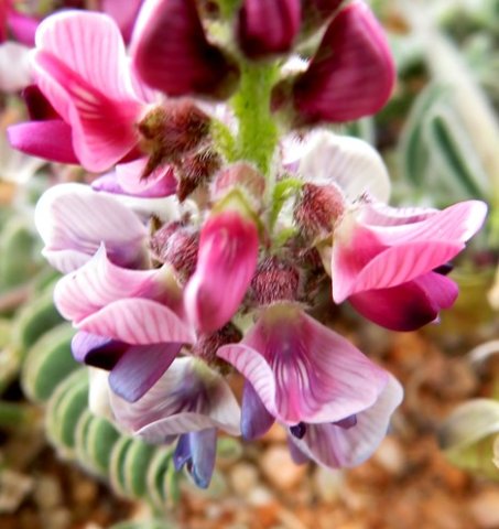 Lessertia capitata flowers