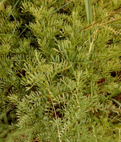 Lessertia stricta leaves