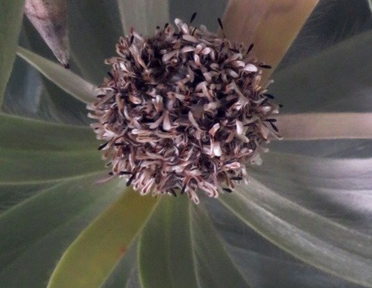 Leucadendron argenteum old male flowerhead