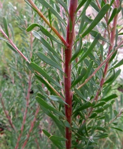 Leucadendron galpinii leaves