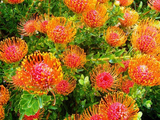 Leucospermum patersonii