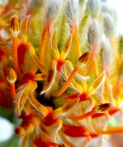 Leucospermum, how the pollen presenters work 