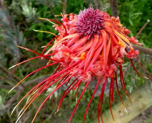 Leucospermum reflexum var. reflexum lady in red