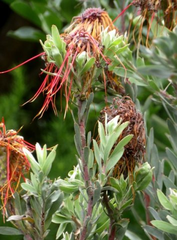 Leucospermum reflexum var. reflexum flowerheads latest