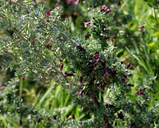 Lycium afrum short side-branchlets