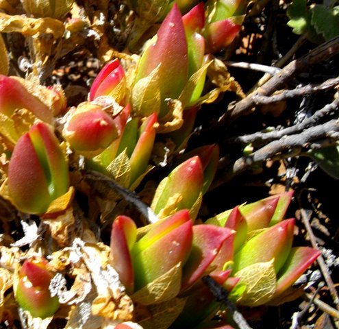 Mesembryanthemum tortuosum ghost leaves